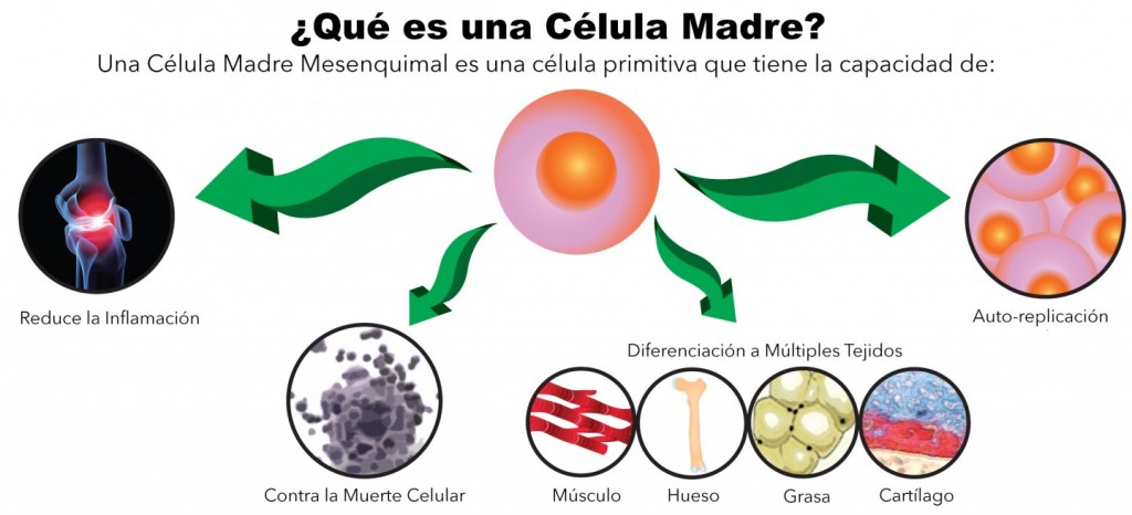 Células madre tipos